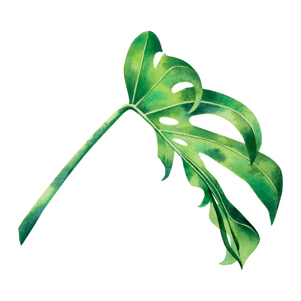 페인팅 그라운드에 고립되어 페이퍼 하와이 스타일 패턴을 이국적 나뭇잎을 그림이다 — 스톡 사진