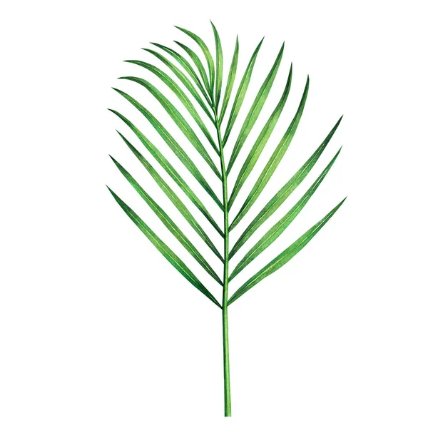 Suluboya Boya Hindistan Cevizi Palmiye Yaprağı Yeşil Izin Beyaz Arka — Stok fotoğraf