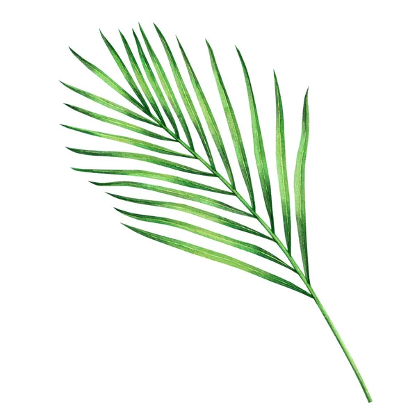 Watercolor Painting Coconut Palm Leaf Green Leave Isolated White Background — стокове фото
