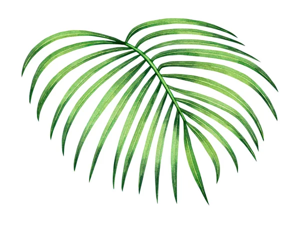 Υδατογραφία Καρύδα Φύλλα Φοίνικα Πράσινο Αφήσει Απομονωμένο Λευκό Φόντο Υδατογραφία — Φωτογραφία Αρχείου