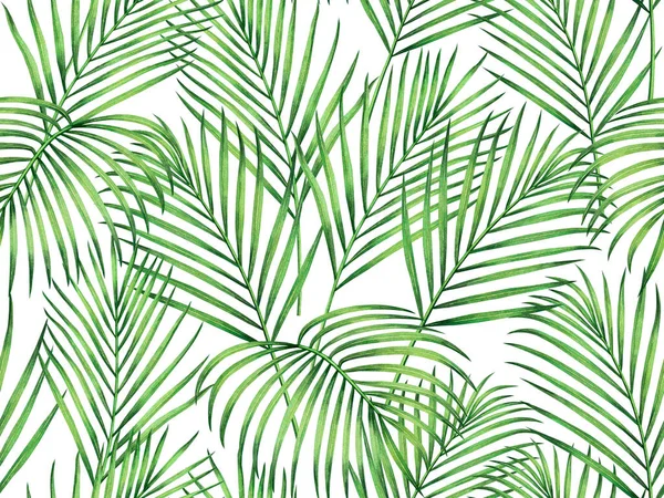 Suluboya Hindistan cevizi boyası, beyaz arka planda pürüzsüz palmiye yaprakları. Suluboya el, duvar kâğıdı için tropikal egzotik yaprak baskıları çizmiş. Tekstil Hawaii aloha orman deseni..