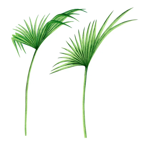 Aquarell Gemälde Kokosnuss Palmblatt Grüne Blätter Isoliert Auf Weißem Hintergrund — Stockfoto
