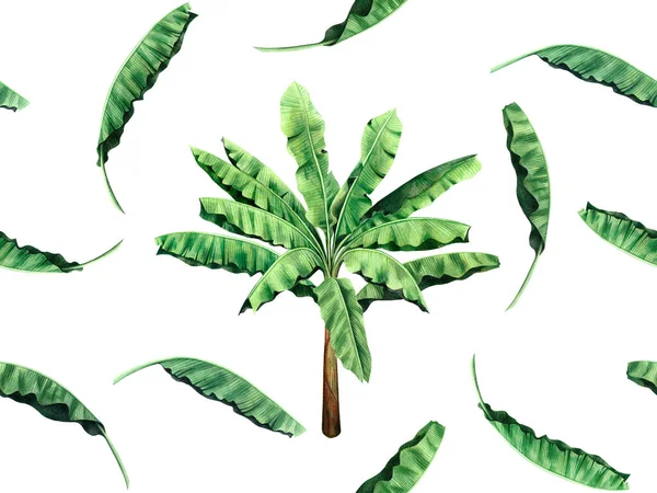 Árvore Pintura Aquarela Padrão Sem Costura Folhas Banana Fundo Branco — Fotografia de Stock