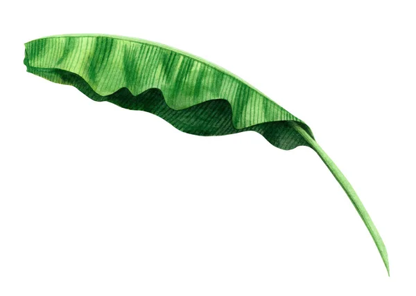 Aquarel Schilderen Groene Bladeren Geïsoleerd Witte Achtergrond Aquarel Hand Geschilderd — Stockfoto