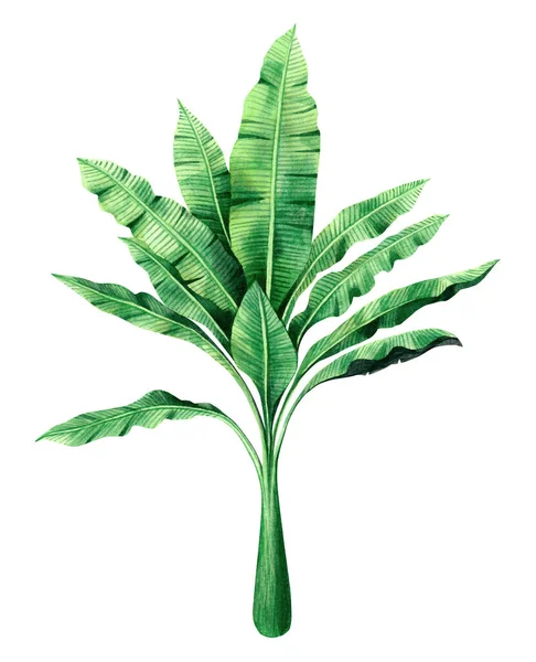 Υδατογραφία Ζωγραφική Πράσινα Φύλλα Απομονώνονται Λευκό Φόντο Υδατογραφία Χέρι Ζωγραφισμένα — Φωτογραφία Αρχείου