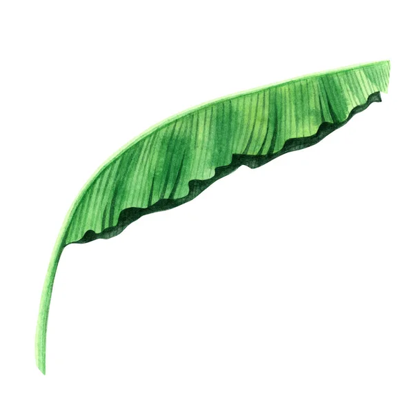 Beyaz Arka Planda Izole Edilmiş Suluboya Yeşil Yapraklar Suluboya Boyası — Stok fotoğraf