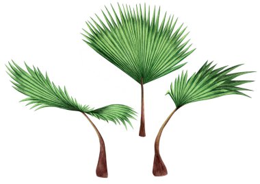 Suluboya ağaçlı hindistan cevizi, palmiye yaprağı, beyaz arka planda izole edilmiş yeşil yapraklar. Resimli el, Hawaii Aloha tarzı yaz tipi duvar kağıdı için tropikal egzotik yaprak çizdi..