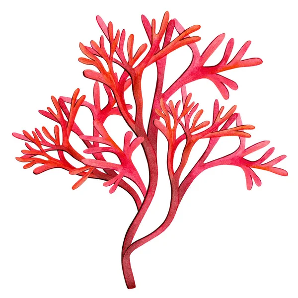 Red Seaweed , kelp in the ocean watercolor hand painted element isolated on white background. Watercolor seaweed illustration design. 