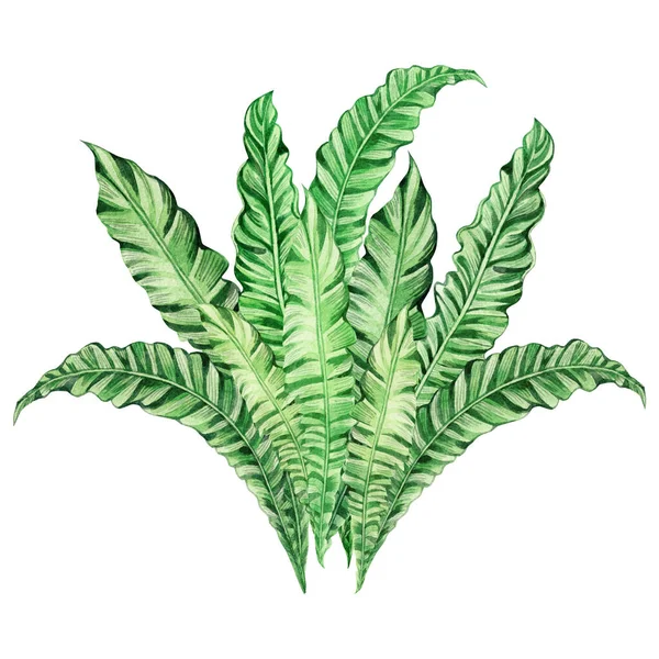 水彩画树 绿叶隔离在白色背景上 水彩画手绘热带树奇异叶为壁纸复古夏威夷丛林风格图案 — 图库照片