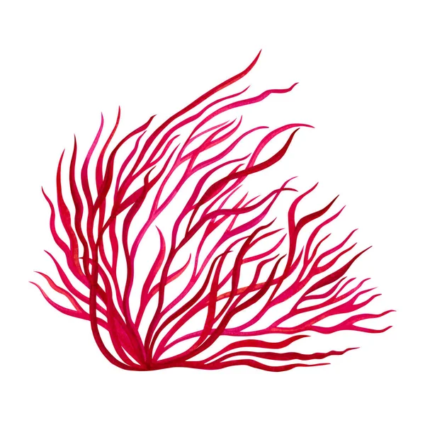 Red Seaweed Kelp Painting Ocean Watercolor Hand Painted Element Isolated — Fotografia de Stock