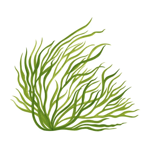 Groene Blad Groene Zeewier Kelp Algen Oceaan Aquarel Hand Geschilderd — Stockfoto