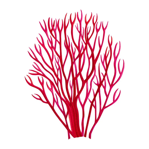 Coral Vermelho Algas Marinhas Algas Oceano Aquarela Pintado Mão Elemento — Fotografia de Stock