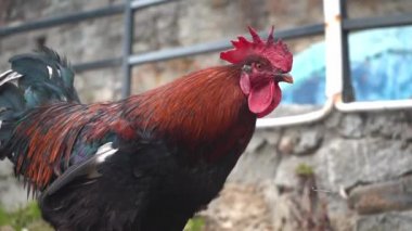 Tavuklar arka planda insanlarla gündüz vakti avluda yemek yiyor. - Yakın çekim.