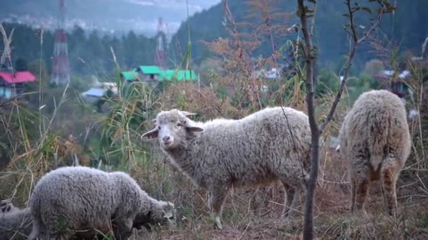 Manada de corderos alimentándose en el campo con coloridas casas en el fondo. plano medio — Vídeos de Stock