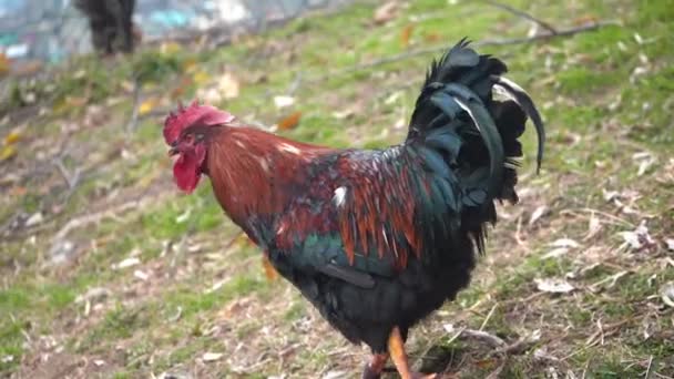 Männliches Hahn-Huhn, das auf dem Hinterhof spaziert - Nahaufnahme — Stockvideo