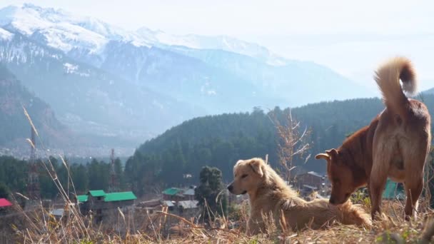Grupo de Perros En Pastizales Con Montaña Nevada En Fondo. de cerca — Vídeo de stock