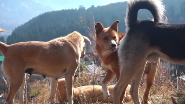 Pack de chiens sur la prairie sous le temps ensoleillé. gros plan — Video