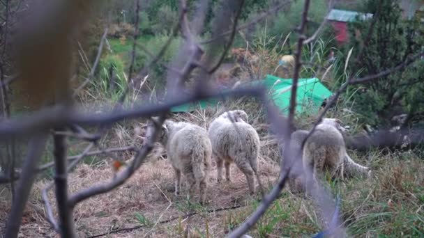 Dolly Shot de rebanho de cordeiros alimentando-se no campo com casas coloridas no fundo. tiro médio — Vídeo de Stock
