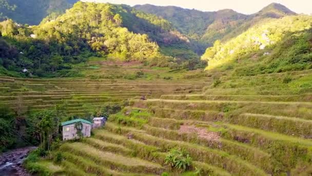 Campos de arroz con arroz cerca de Chocolate Hills en Bohol, Filipinas. - antena — Vídeo de stock