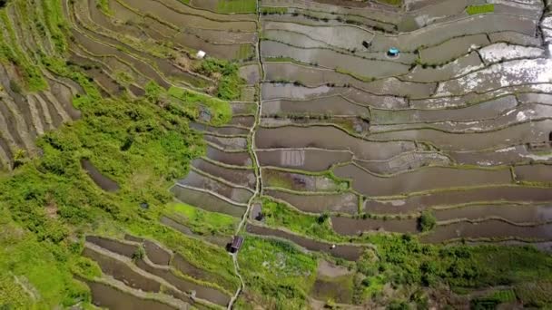 Reisterrassen und grüne Berge in Batad, Banaue in Ifugao, Philippinen. - Antenne, hochklappbar — Stockvideo