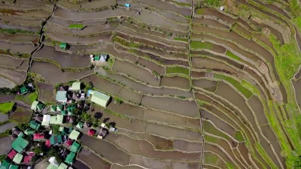 Reisterrassen Auf Den Philippinen Rice Paddies Valley Batad Philippinen Drohnenschuss — Stockvideo