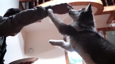 Adam evcil köpeğiyle oynuyor ve evde ikramda bulunuyor. Düşük açı. Yüksek kaliteli FullHD görüntüler