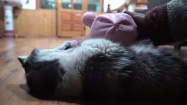 Evde ahşap zeminde yatarken oyun oynayan Husky Isırma Oyuncağı. - Yakın çekim. Yüksek kaliteli FullHD görüntüler