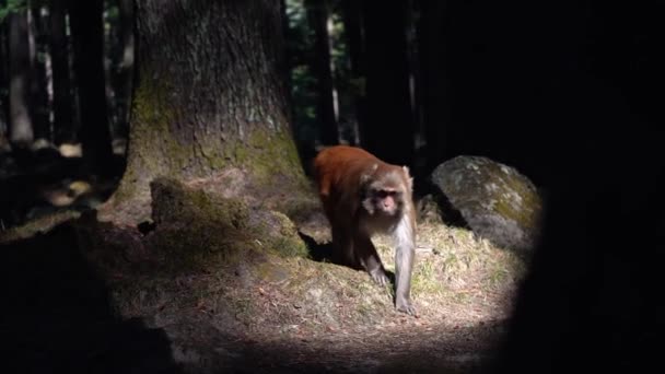 Rhesus Monkey Walking Dark Forest Met Weinig Zonlicht Breed Schot — Stockvideo