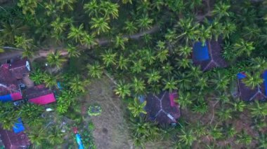 Tranquil Town Surrounded With Dense Coconut Trees In Tropicals Of Goa, India. Aerial Drone, Tilt-up. High quality FullHD footage