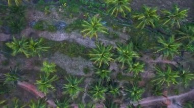 Tropical Palm Treetops On The Rural Town At South Goa, India. Aerial Drone Shot. High quality FullHD footage