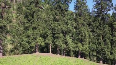 Dense Forest In Alpine Meadows At Sar Pass Trek In Himachal Pradesh, India. Aerial Drone Shot. High quality FullHD footage