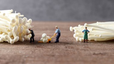 Enoki mantarları ve minyatür insanlar. Tarımsal ürünlerin hasat ve ticareti kavramı.
