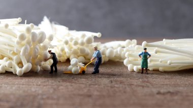 Enoki mantarları ve minyatür insanlar. Tarımsal ürünlerin hasat ve ticareti kavramı.