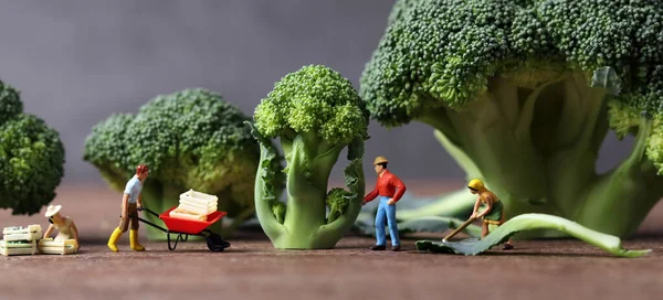 Broccoli Miniature People Business Concept Miniature Farmers Working Broccoli — Stock Photo, Image