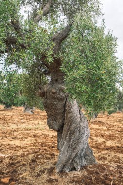 Sonbaharda yapılan heykele benzer bir tarımsal alanda güzel laik zeytin ağaçları, Ostuni, Puglia, İtalya, dikey
