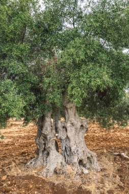 Sonbaharda yapılan heykele benzer bir tarımsal alanda güzel laik zeytin ağaçları, Ostuni, Puglia, İtalya, dikey