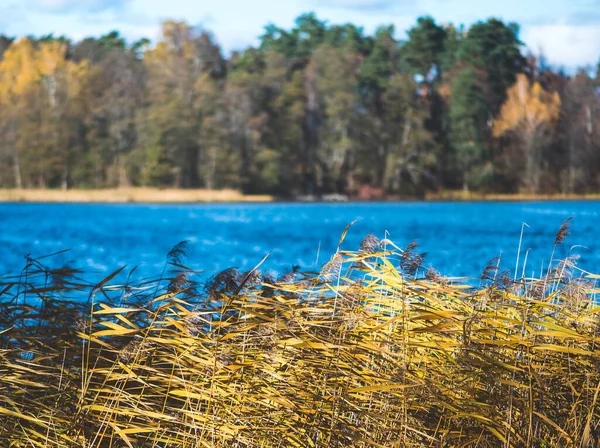 美しい黄色とオレンジ色の森の木々 前景に葦のある青い湖と素晴らしい秋の風景 — ストック写真
