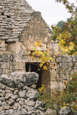 Geleneksel Trullo veya Trulli evleriyle güzel Puglia manzarası. Sonbaharda taş duvarlı, zeytin ağaçlı ve sarı yapraklı üzüm bağlı, İtalya, dikey.