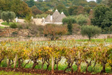 Geleneksel Trullo veya Trulli evlerinin bulunduğu güzel Puglia manzarası. Sonbaharda taş duvarlı, zeytin ağaçlı ve sarı yapraklı üzüm bağlı, İtalya.