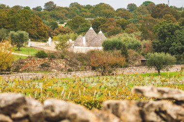 Geleneksel Trullo veya Trulli evlerinin bulunduğu güzel Puglia manzarası. Sonbaharda taş duvarlı, zeytin ağaçlı ve sarı yapraklı üzüm bağlı, İtalya.