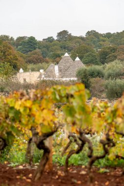 Geleneksel Trullo veya Trulli evleriyle güzel Puglia manzarası. Sonbaharda taş duvarlı, zeytin ağaçlı ve sarı yapraklı üzüm bağlı, İtalya, dikey.