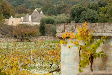 Geleneksel Trullo veya Trulli evlerinin bulunduğu güzel Puglia manzarası. Sonbaharda taş duvarlı, zeytin ağaçlı ve sarı yapraklı üzüm bağlı, İtalya.