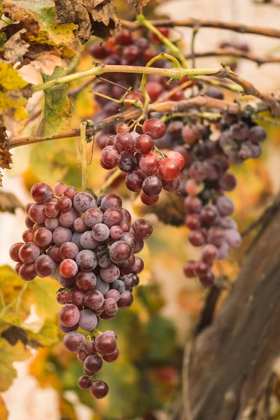 Mooie Rode Zwarte Rijpe Druiven Onder Herfstzon Met Gele Bladeren — Stockfoto