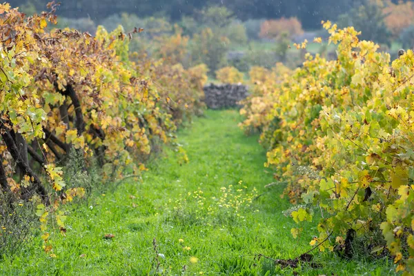 Gele Bladeren Wijngaard Herfst Met Groen Vers Gras Onder Regen — Stockfoto