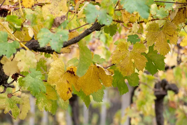 Autumn Landscape Yellow Leaves Vineyard Autumn Puglia Italy — Stock Photo, Image