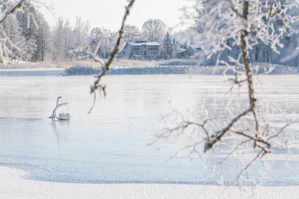 美丽的冬季风景 湖面结冰 白树覆盖着霜雪 还有几只白天鹅 — 图库照片