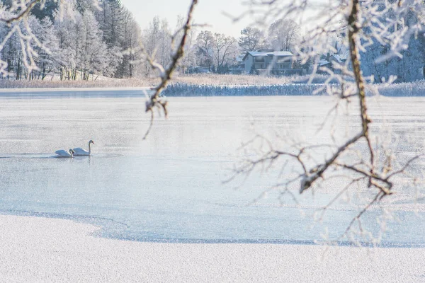 凍った湖 霜と雪に覆われた白い木と白い白鳥のカップルと素晴らしい白い冬の風景 — ストック写真