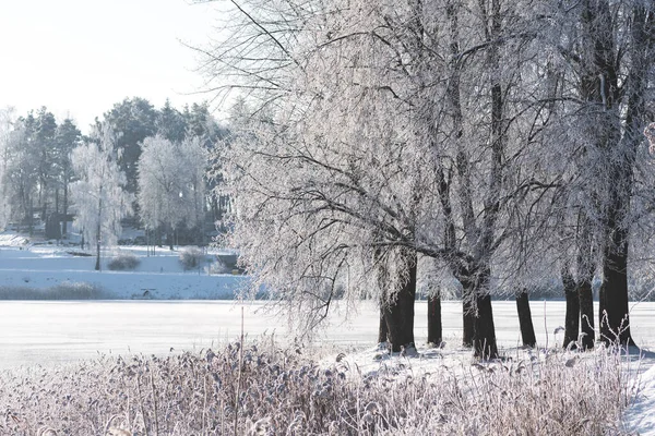 凍った湖 葦や霜や雪に覆われた白い木と森と素晴らしい白い冬の風景 — ストック写真