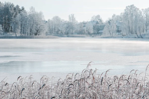 Чудовий Білий Зимовий Пейзаж Замерзлим Озером Очеретом Лісом Білими Деревами — стокове фото