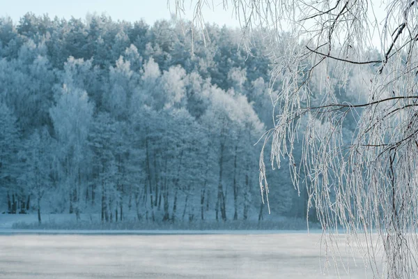 Nádherná Bílá Zimní Krajina Zamrzlým Jezerem Rákosím Lesem Bílými Stromy — Stock fotografie